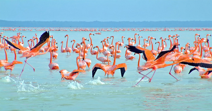 flamingos tours merida
